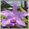 Cattleya bowringiana var. coerulea